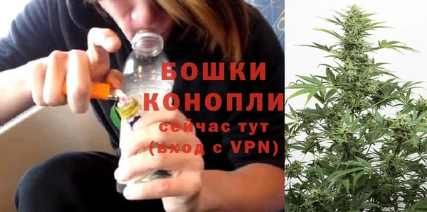 шишки Верея