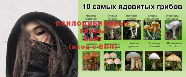 шишки Верея