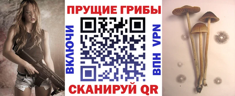 Псилоцибиновые грибы Psilocybine cubensis  Смоленск 